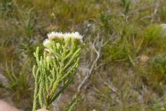 Brunia paleacea