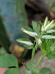 Fumaria capreolata