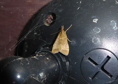 Uresiphita maorialis