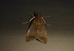 Uresiphita maorialis