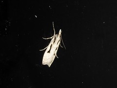 Scoparia rotuella