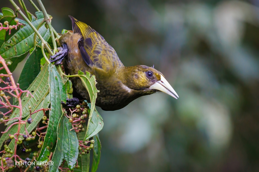 Dusky-green Oropendola