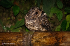 Lyre-Tailed Nightjar photo 2