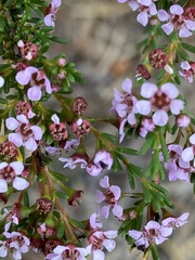 Astartea fascicularis