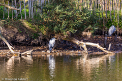 Ardea cinerea