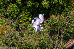 Ardea cinerea