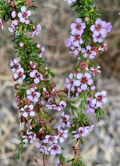 Astartea fascicularis