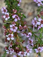 Astartea fascicularis