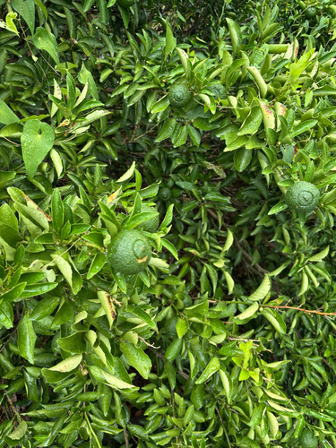 Citrus sphaerocarpa iNat (1)