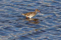 Tringa totanus