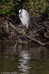 Egretta garzetta
