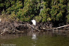 Egretta garzetta