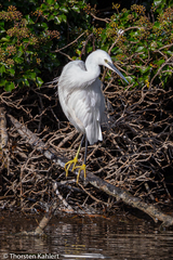Egretta garzetta