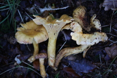 Cantharellus amethysteus