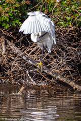 Egretta garzetta