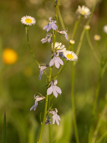 pale lobelia (Lobelia appendiculata)