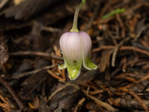 Clematis versicolor, photograph 3