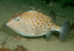 Anoplocapros inermis