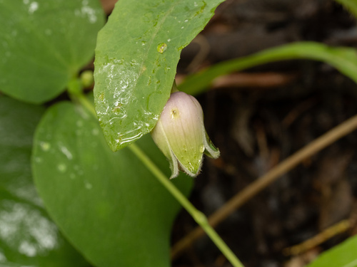 Clematis versicolor, photograph 4