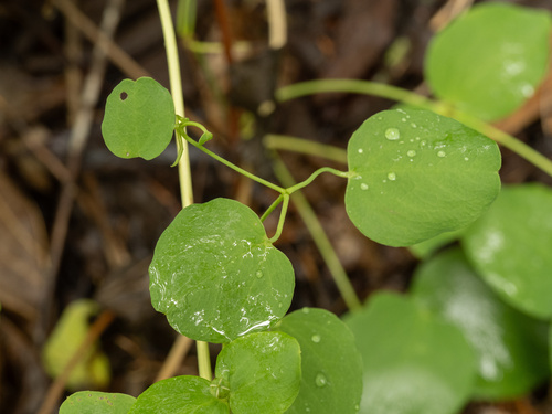Clematis versicolor, photograph 5