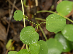 Clematis versicolor, photograph (c) Turner Brockman, some rights reserved (CC BY-SA)