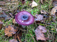 Russula caerulea