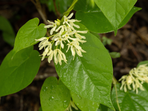 Baldwin's Milkvine (Matelea baldwyniana)