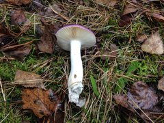 Russula caerulea