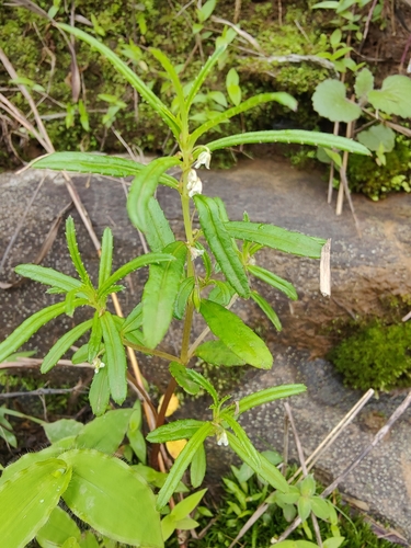 Impatiens inconspicua
