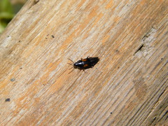 Tachinus subterraneus