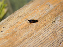 Tachinus subterraneus