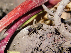 Modicogryllus frontalis