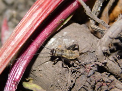 Modicogryllus frontalis