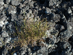 Wahlenbergia violacea