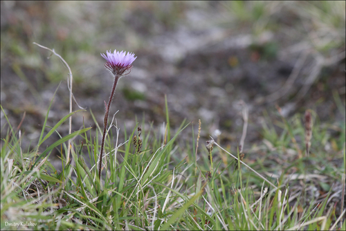 Image of Erigeron thunbergii by (c) Dmitry Kulakov, some rights reserved (CC BY)