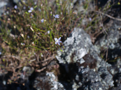 Wahlenbergia violacea