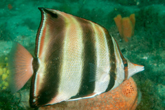 Chelmonops truncatus