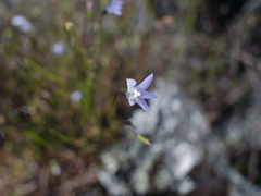 Wahlenbergia violacea