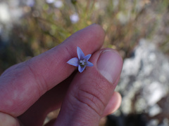 Wahlenbergia violacea