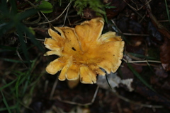Cantharellus amethysteus