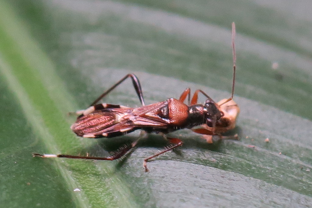 Artemidorus sobrinus