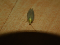 Chrysoperla carnea