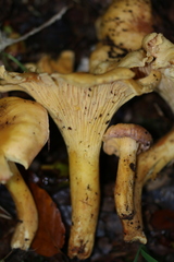 Cantharellus amethysteus