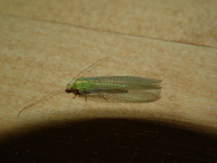 Chrysoperla carnea