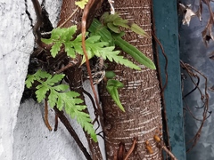 Asplenium adiantum-nigrum