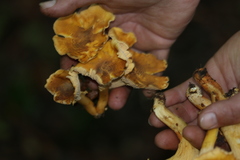 Cantharellus amethysteus