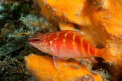 Hypoplectrodes maccullochi