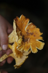 Cantharellus amethysteus