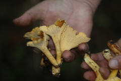 Cantharellus amethysteus