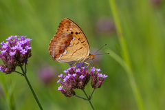 Argynnis laodice